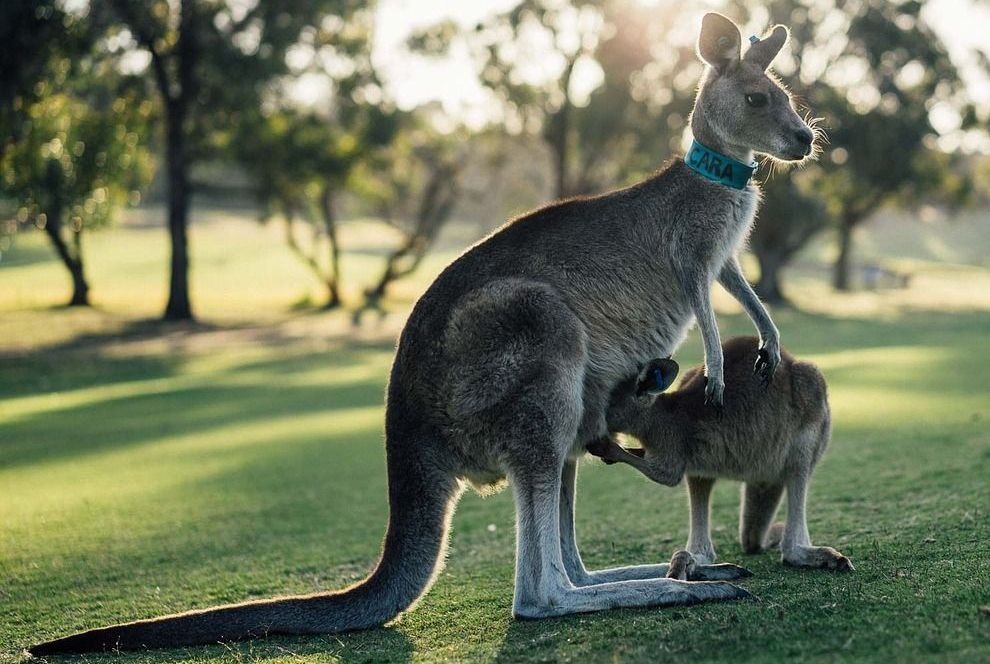 Australija i Oceanija