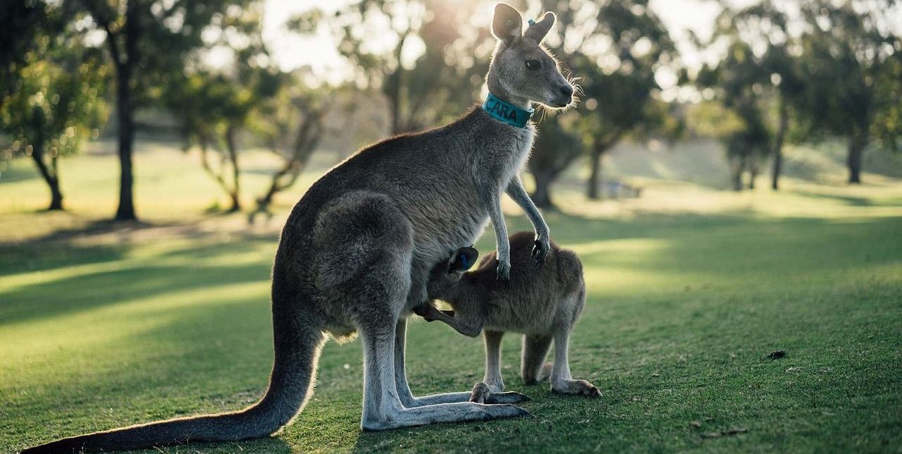 Australija i Oceanija