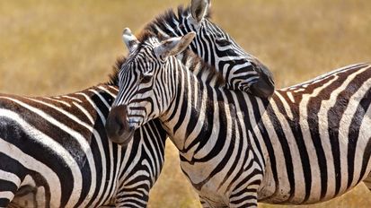 Safari – Tarangire i Ngorongoro