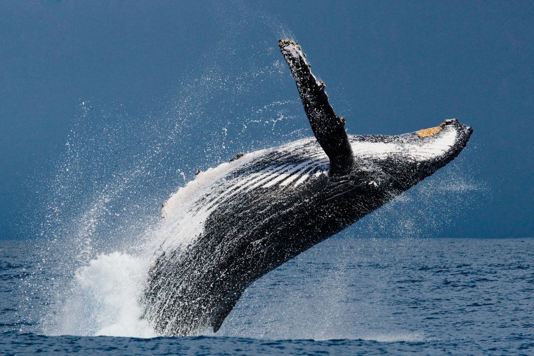 Whale Watching Tour