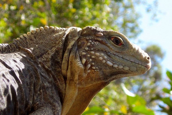 Cayo Iguanas  (Otok iguana)