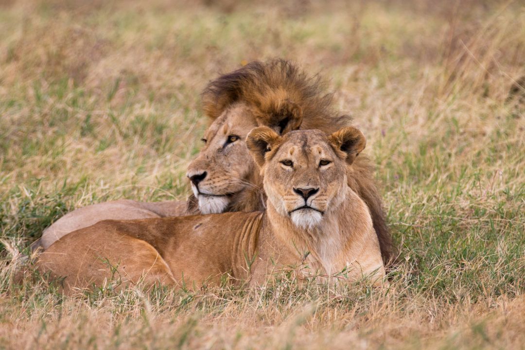 Safari – Tarangire i Ngorongoro