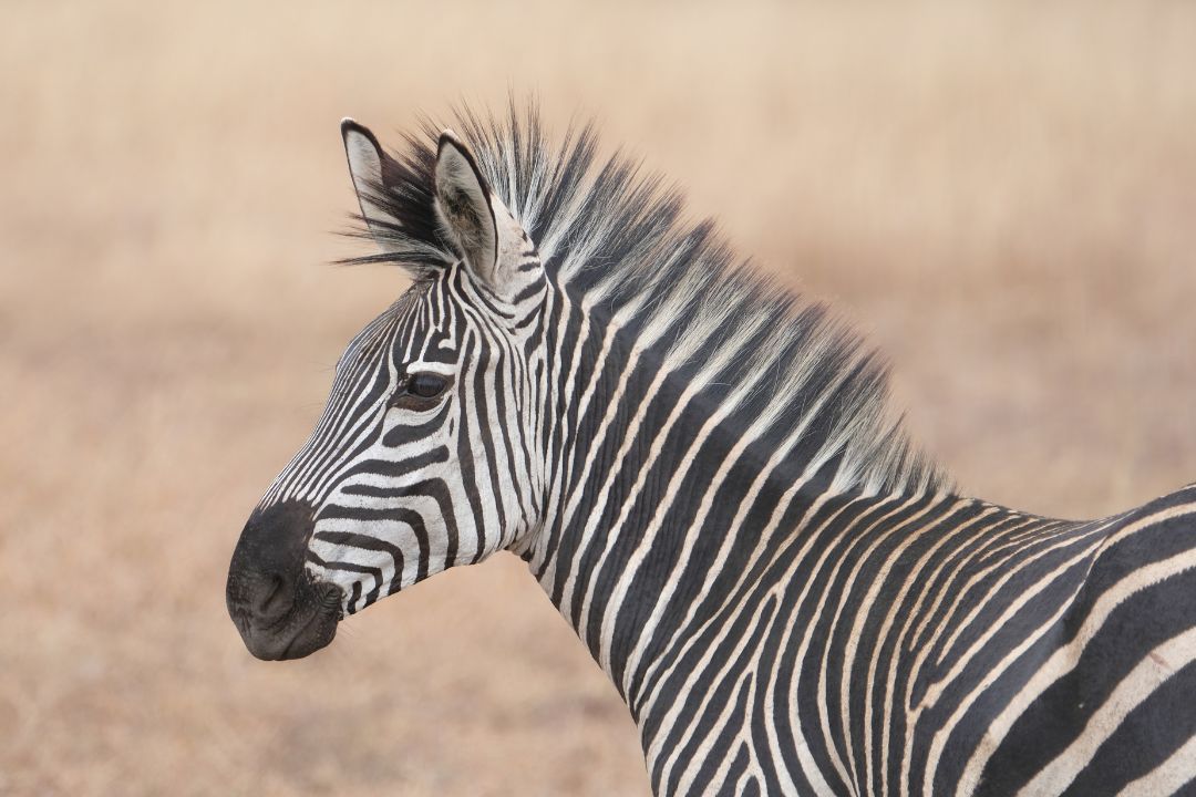 Mikumi safari