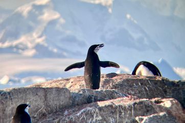 Antarktika iz Zagreba