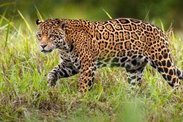 Brazil Amazona ekspedicija