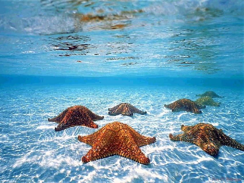 Magical Starfish Beach