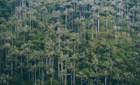 La Carbonera