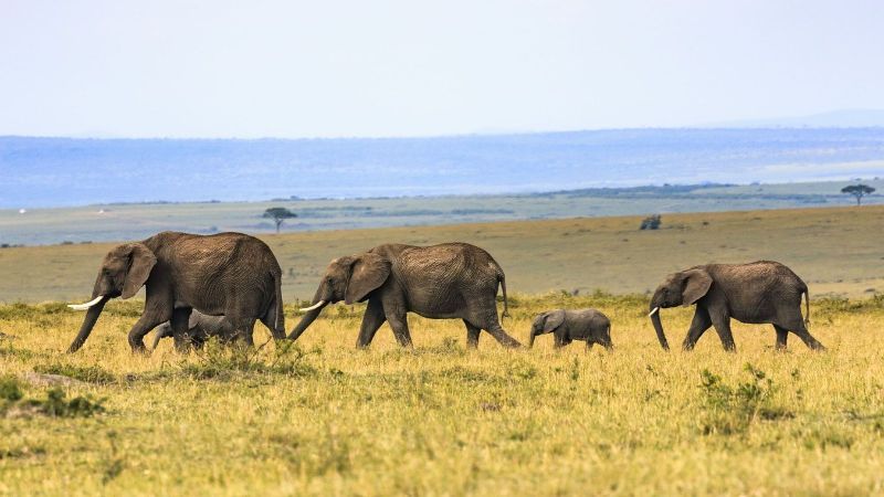 Safari u NP-u Maasai Mara