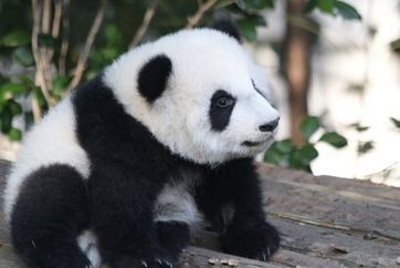 Kina velika tura iz Zagreba